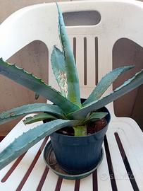 pianta Agave, vaso cm.15.
