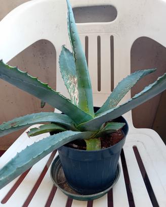 pianta Agave, vaso cm.15.