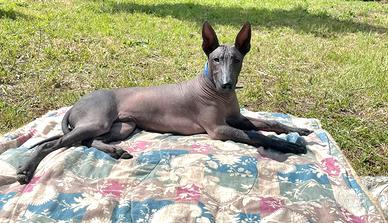 Cane nudo messicano