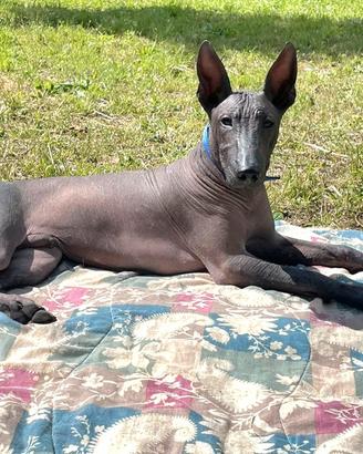 Cane nudo messicano