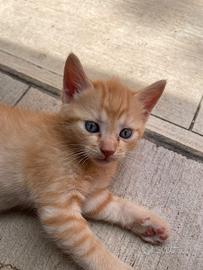 Gattino 2 mesi arancione