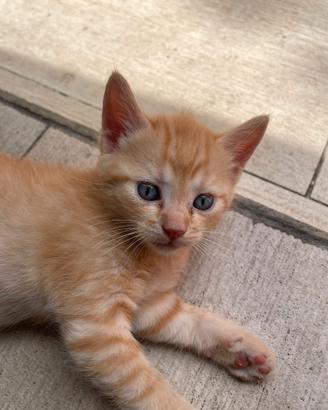 Gattino 2 mesi arancione