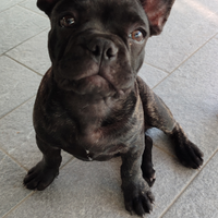 Bulldog francese