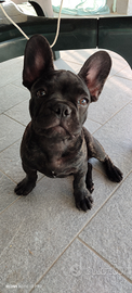 Bulldog francese