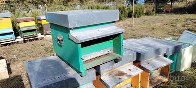 Arnia 10 telaini per allevamento api