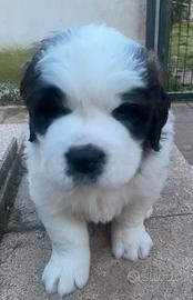 Cuccioli di San Bernardo, maschio con pedigree
