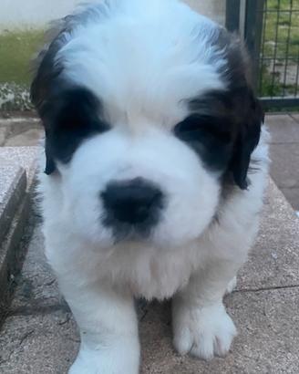 Cuccioli di San Bernardo, maschio con pedigree