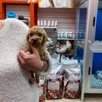 Barboncino Toy femmina