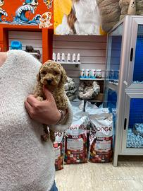 Barboncino Toy femmina