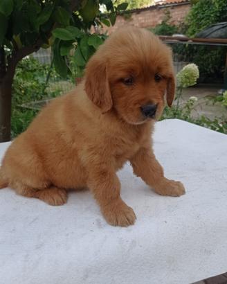 Golden Retriever cuccioli con Pedigree Italiano