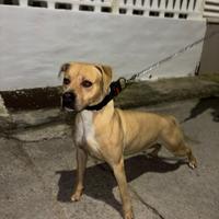 Disponibile cucciolo di pitbull per monta