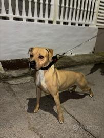 Disponibile cucciolo di pitbull per monta