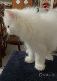 Persiani iper tipici