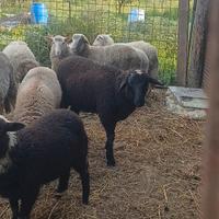 Agnello