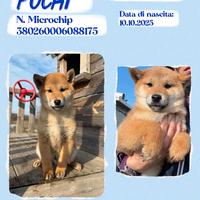 Shiba rosso fulvi pedigree ENCI all. con affisso