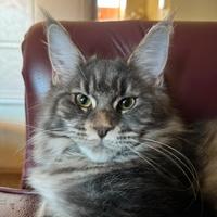 Mainecoon femmina