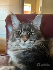 Mainecoon femmina