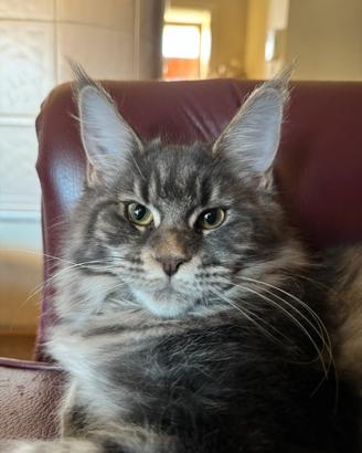 Mainecoon femmina