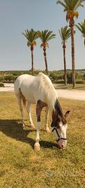 Cavallo castrone adatto a tutti