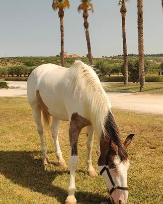Cavallo castrone adatto a tutti