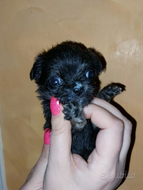 Chihuahua mini mini enci