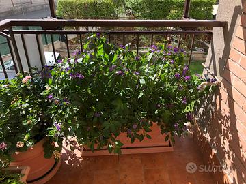 VASI CON SOTTOVASI  RESINA ORIGINALI VASAR TELCOM