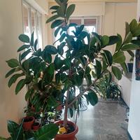 Ficus elastica  2,30m