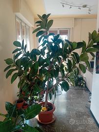 Ficus elastica  2,30m