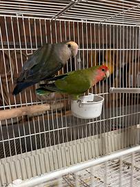 Pappagalli inseparabili