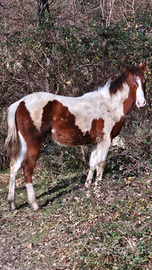 Puledra paint horse