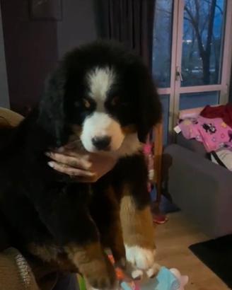 Bovaro del bernese