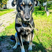 Nelly salvata dalla strada