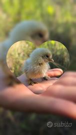 Tanti Animali...