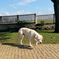 Dogo Argentino Cucciolo