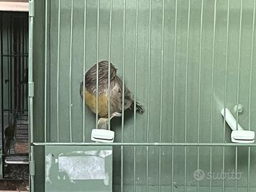 Canarina gloster consort Agata