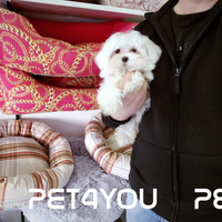 Cuccioli taglia piccolissima FINO 24 RATE MENSILI