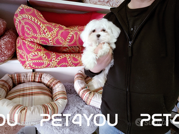 Cuccioli taglia piccolissima FINO 24 RATE MENSILI