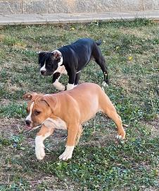 Amstaff cucciole con pedigree