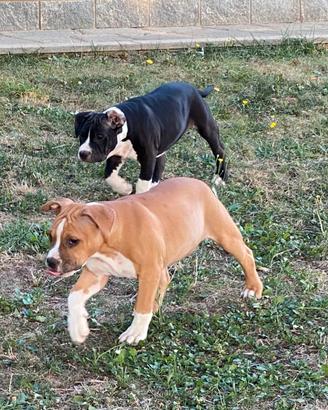 Amstaff cucciole con pedigree