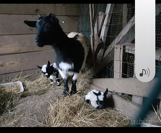 Capre nane tibetane PURE