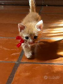 Gattino rosso