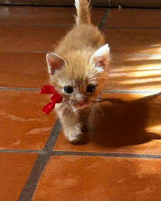 Gattino rosso