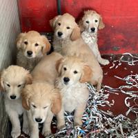 Cuccioli di golden retriver