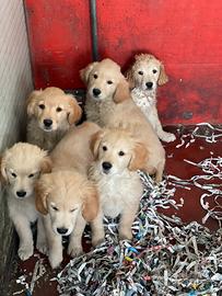 Cuccioli di golden retriver