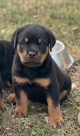 Cuccioli di rottweiler