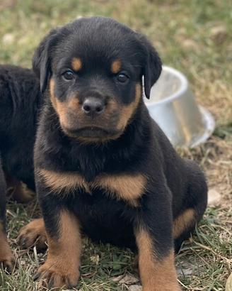 Cuccioli di rottweiler