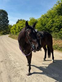 Doppio pony 145 garrese