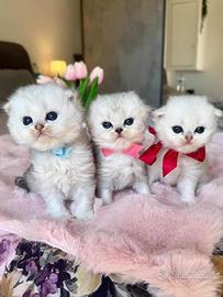 Gattini British Long Hair/Highland Fold