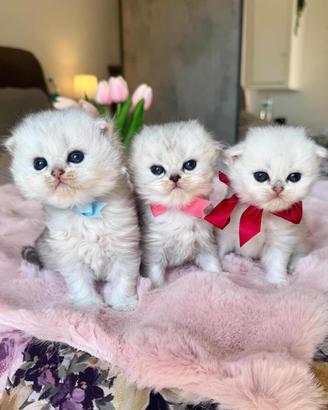 Gattini British Long Hair/Highland Fold