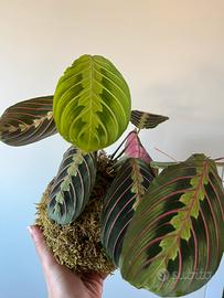 Kokedama Maranta fascinator